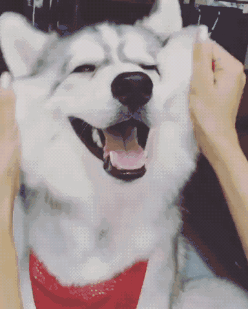 为什么别人家的哈士奇长那么好看,自己家的一副屌丝气质?