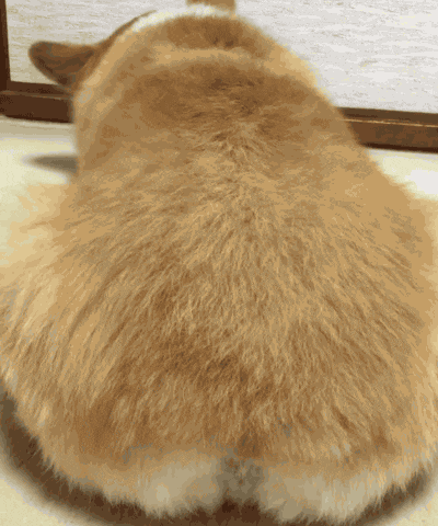 看下柯基犬的屁屁超级可爱