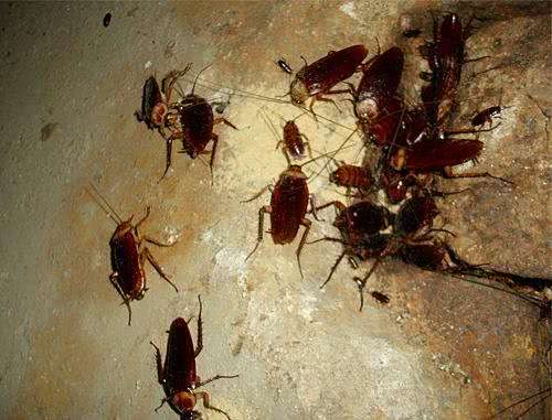 农村老人为什么说:灭蟑螂千万不要用脚踩的方式?原因是什么?