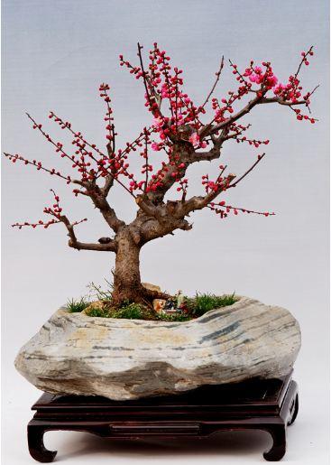 世人皆爱梅梅花盆景造型欣赏有哪些名品