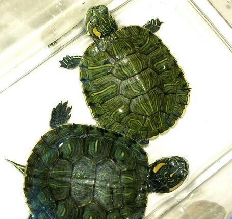 地球上智商最高的乌龟, 巴西龟智商高如狗, 能辨