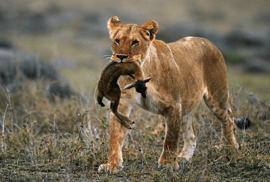 刚出生的小鹿学会了走路, 老师竟然是母狮子, 难道养肥了才吃肉?