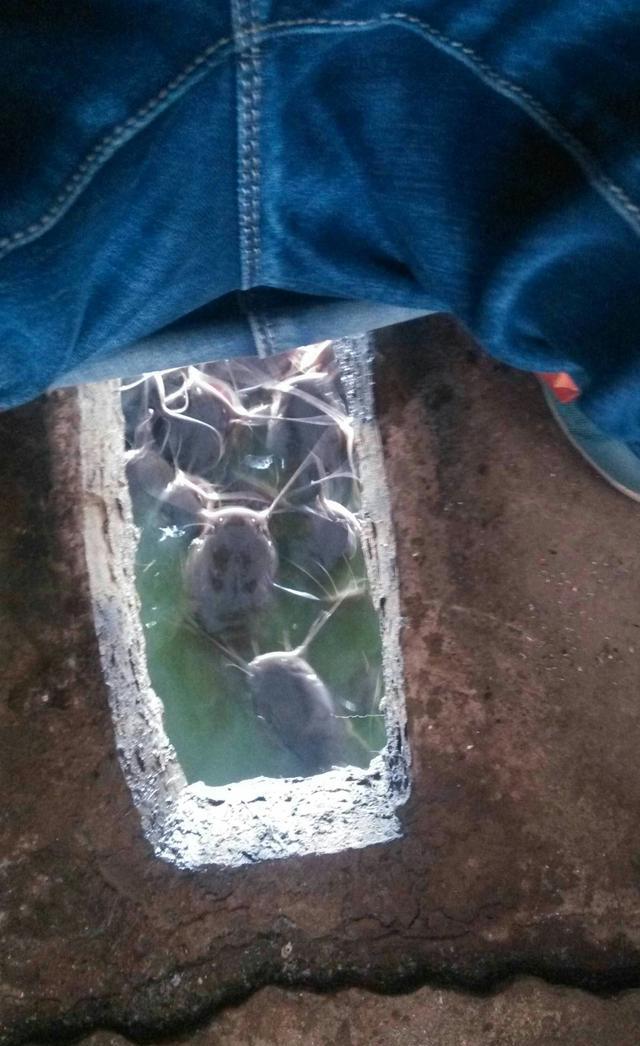 亲你吃了吗?鲶鱼,俗称塘虱,又称作胡子鲢,黏鱼,塘虱鱼,生仔鱼.