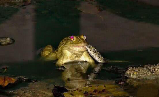 这只青蛙不简单,面对毒蛇,直接不客气:一口吞!