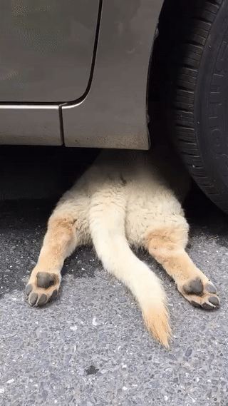 瞧着没反应只好用力跺跺脚,发出的震动声终于让狗狗有点动静了,估计是