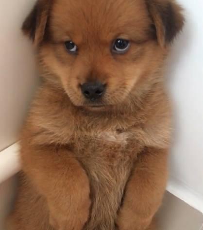 狗狗每天都咬坏家里东西被主人怼在墙角表情相当委屈了