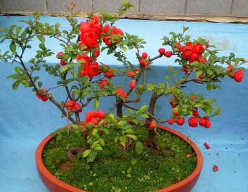 盆栽海棠花芽分化进入关键时期这些养护要点一定牢记啊