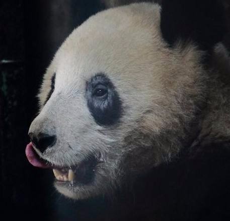 大熊猫黑眼圈变白!国宝大熊猫的疾病危机!