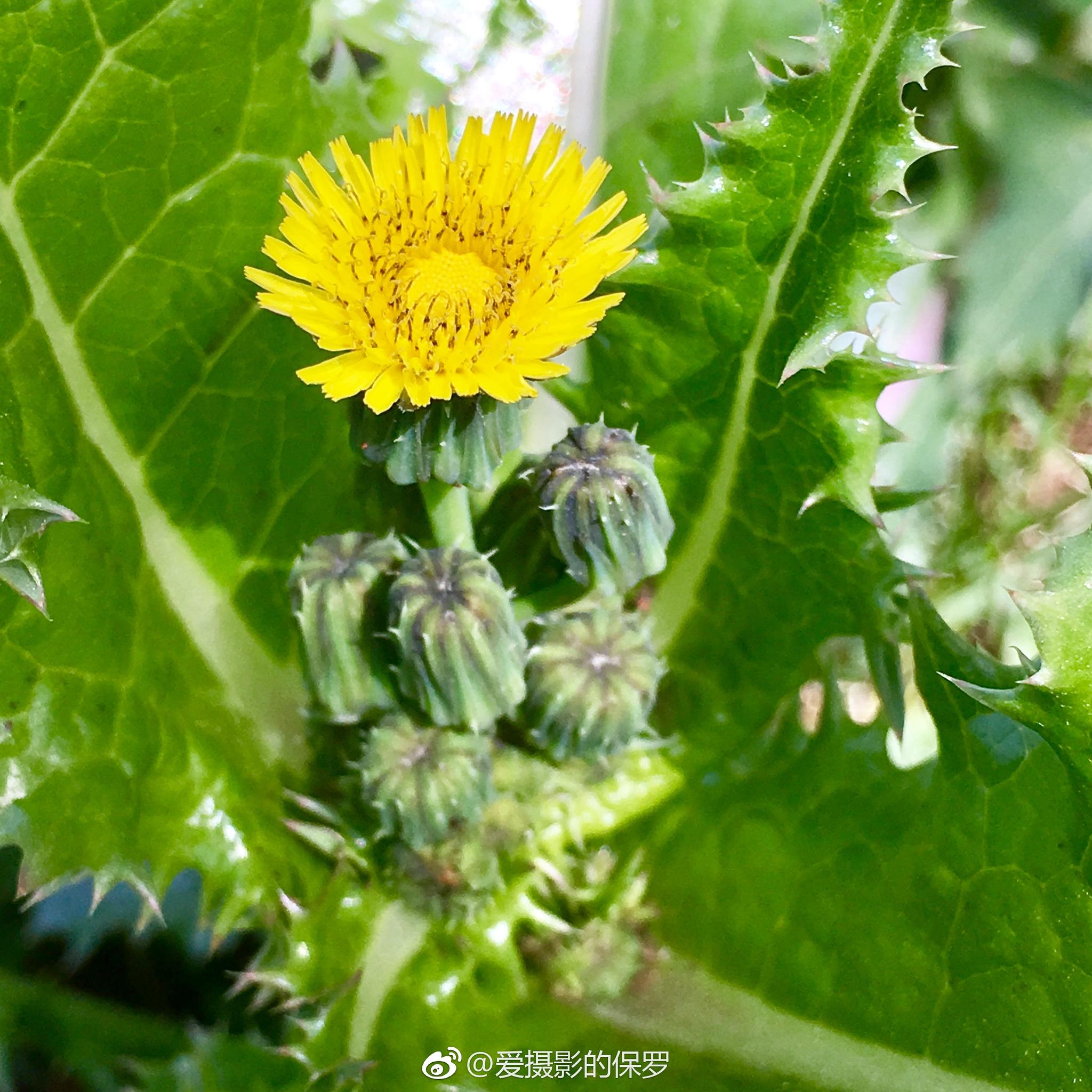 花叶滇苦菜花叶滇苦菜(学名:sonchus asper)是菊科苦苣菜属的植物.
