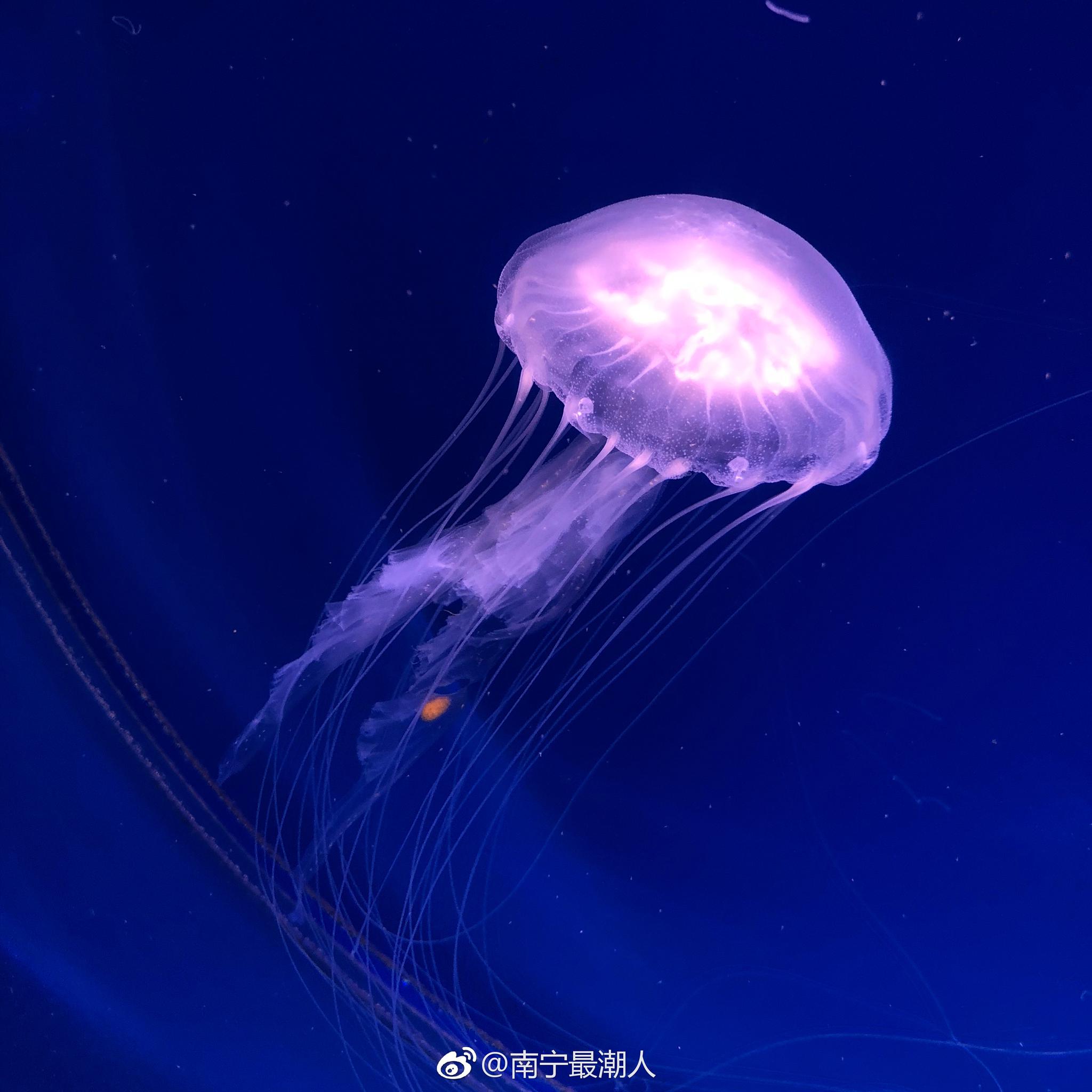 水母带你走进梦幻炫彩世界