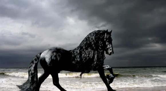 世界上最帅的马这种马美丽忠诚还得到过英国皇室的认可