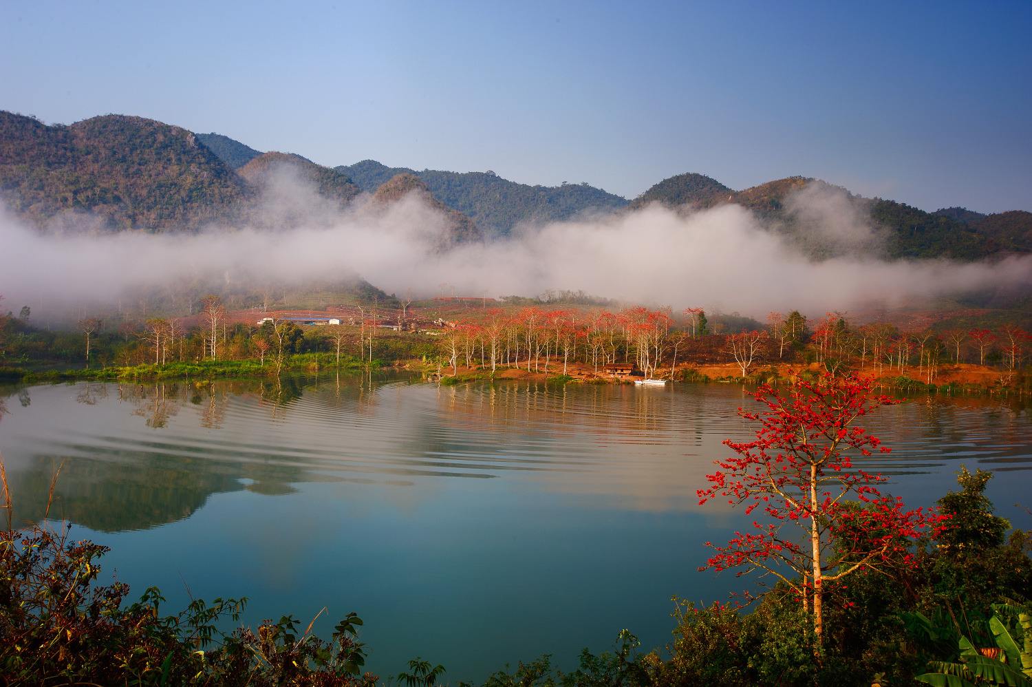 海南西部沿海的美丽古城昌江,这里是最具人气的赏木棉圣地