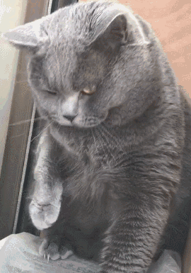 铲屎官想撸猫猫咪伸爪霸气回绝朕是你想摸就能摸的吗