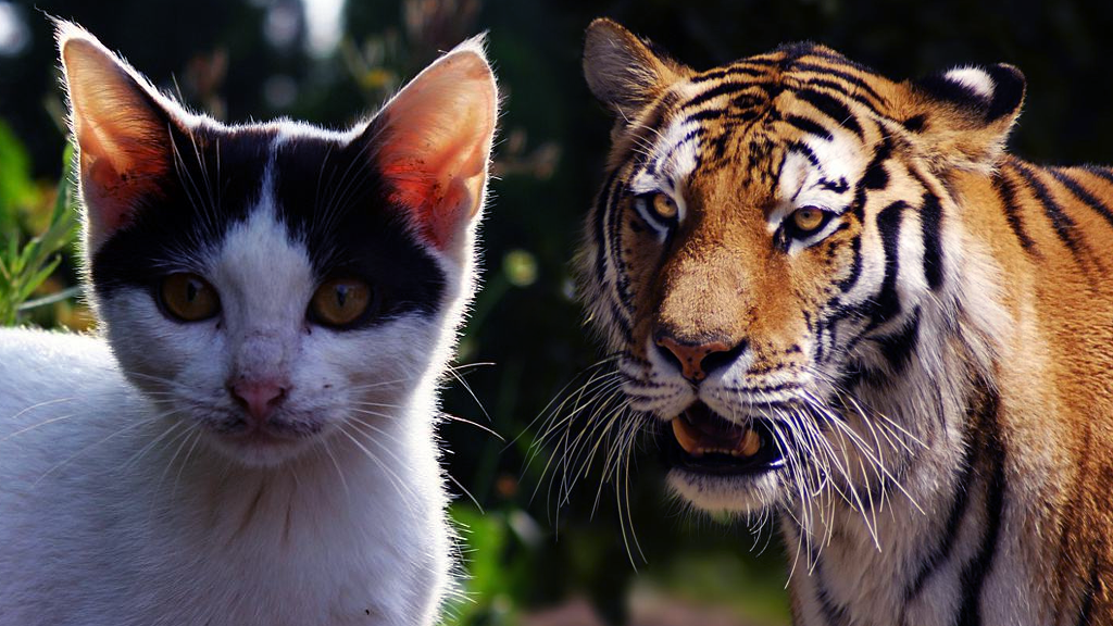 如果猫有了狮子的体重,能秒杀老虎吗?网友的比喻很直观