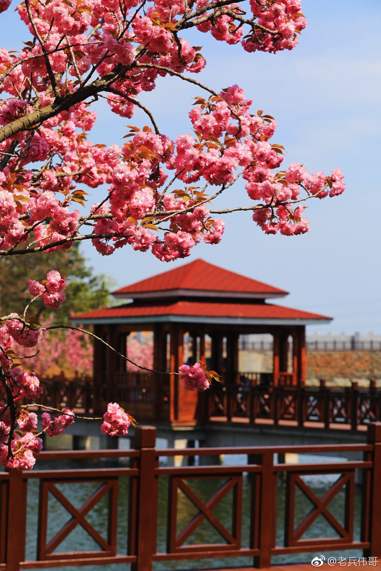 遇见大连樱花湖畔