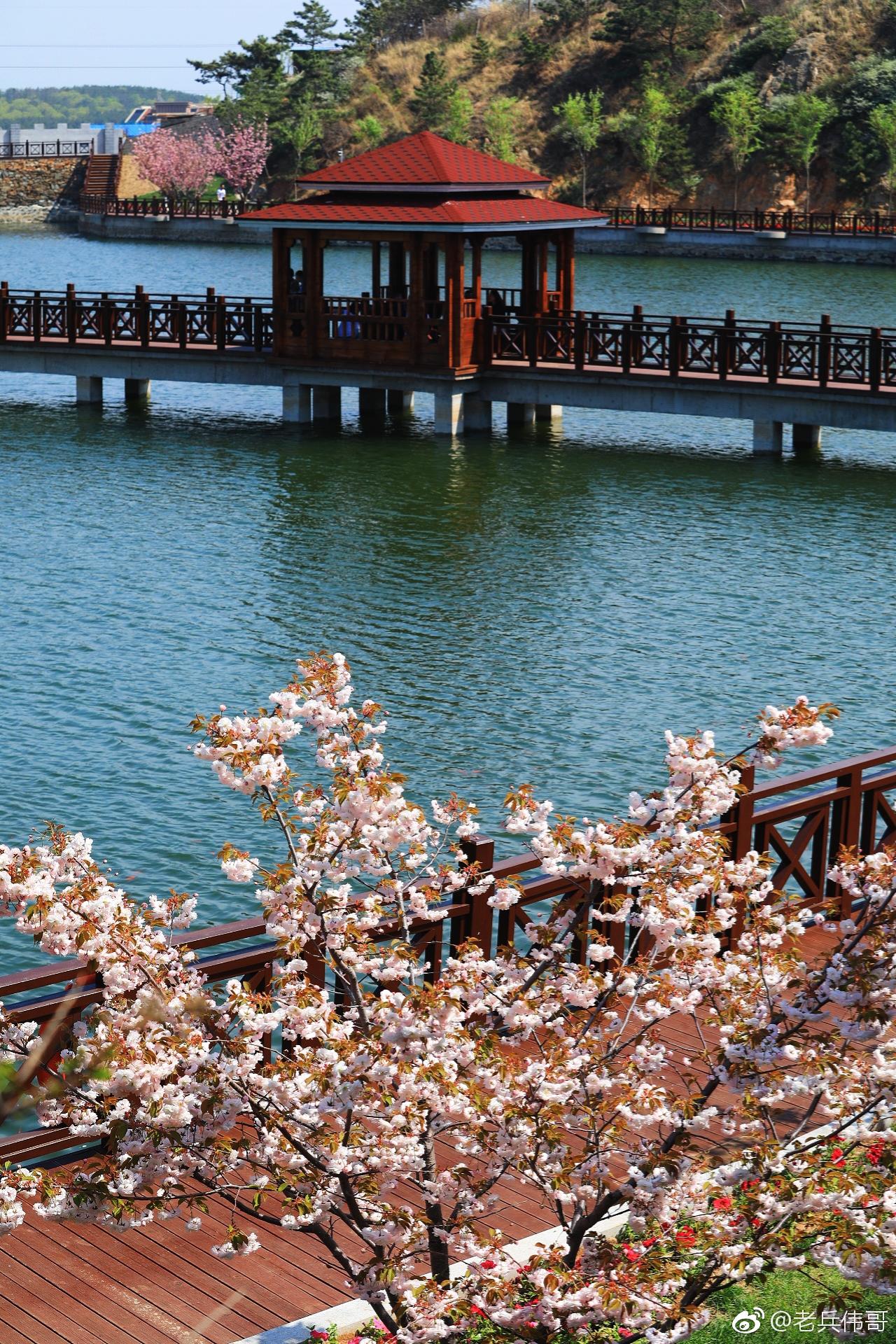 遇见大连樱花湖畔