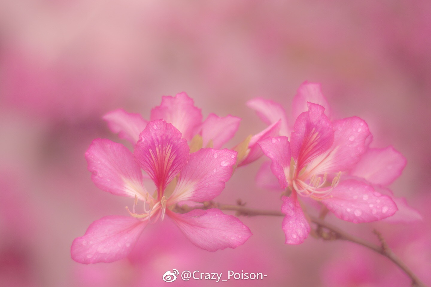 春宵春雨春漫漫花碎花舞花芊芊
