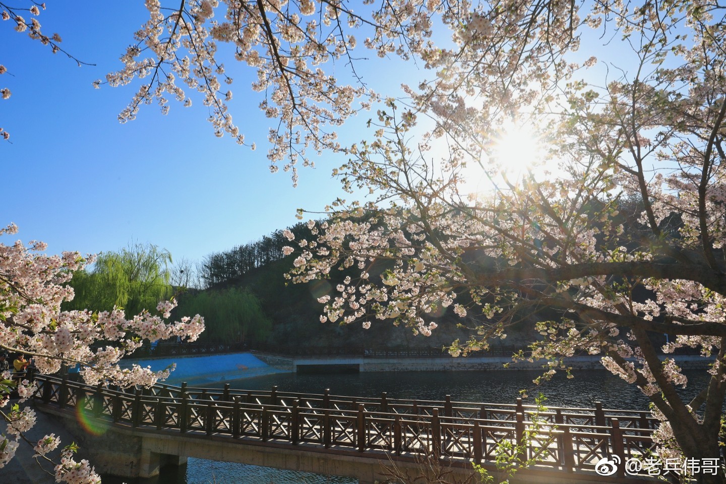 4月27号清晨旅顺203樱花园里落樱缤纷单瓣樱花的花瓣散落在地上