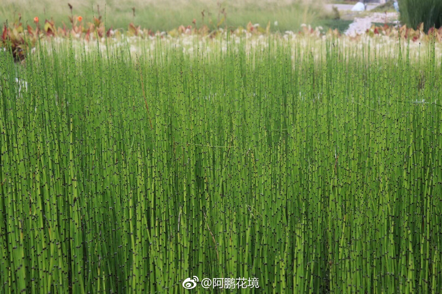 木贼买家秀和卖家秀