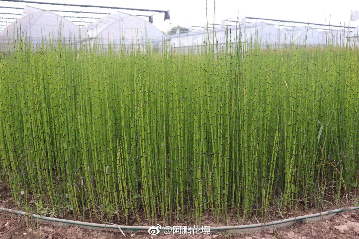 木贼买家秀和卖家秀