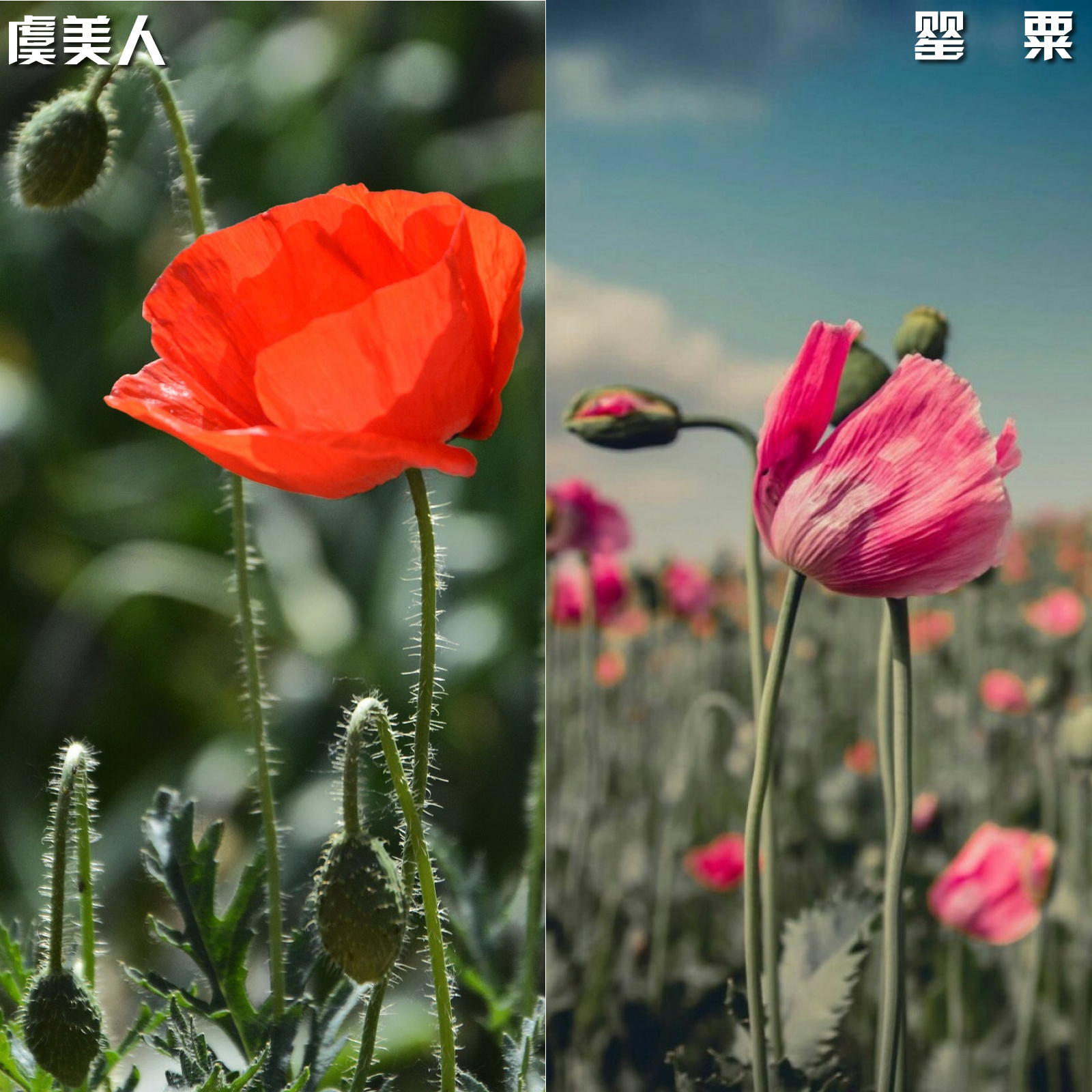 左边是供观赏用的虞美人;而右边这朵,学名罂粟,是制造毒品的原植物