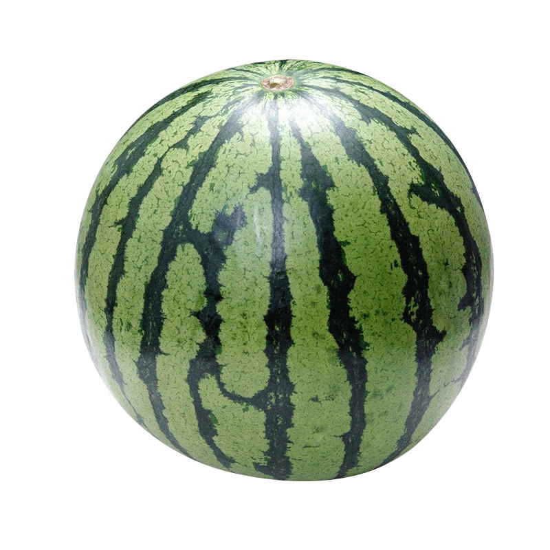 原来西瓜还分公母母的更好吃夏季这样选一挑一个准