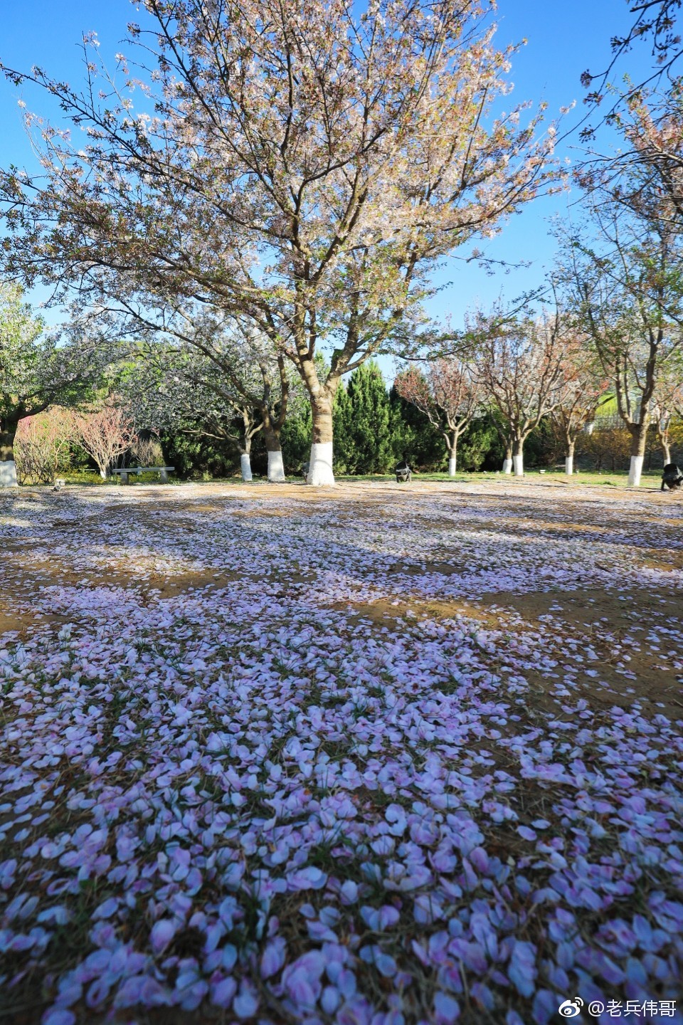 4月27号清晨旅顺203樱花园里落樱缤纷单瓣樱花的花瓣散落在地上