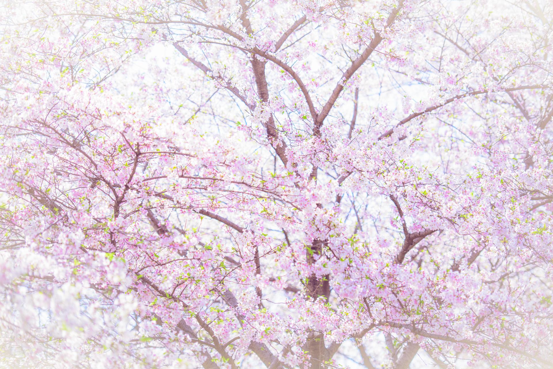 送份樱花壁纸给你们,武汉樱花,摄影师@吴秋煌  下载4k版高清壁纸