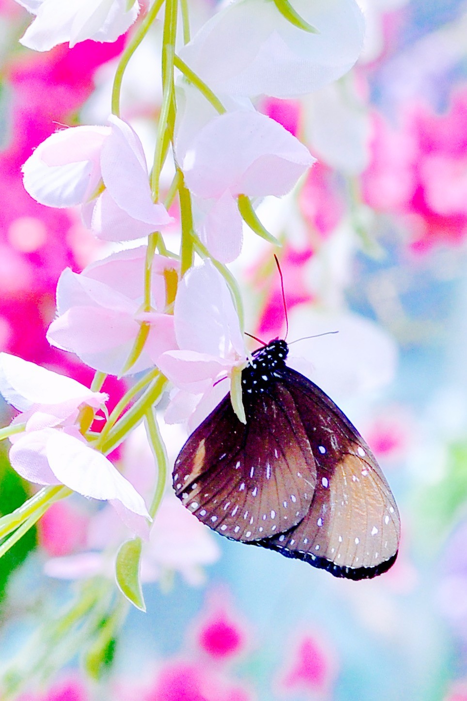 蝶舞东湖(武汉 东湖风景区磨山蝴蝶园)