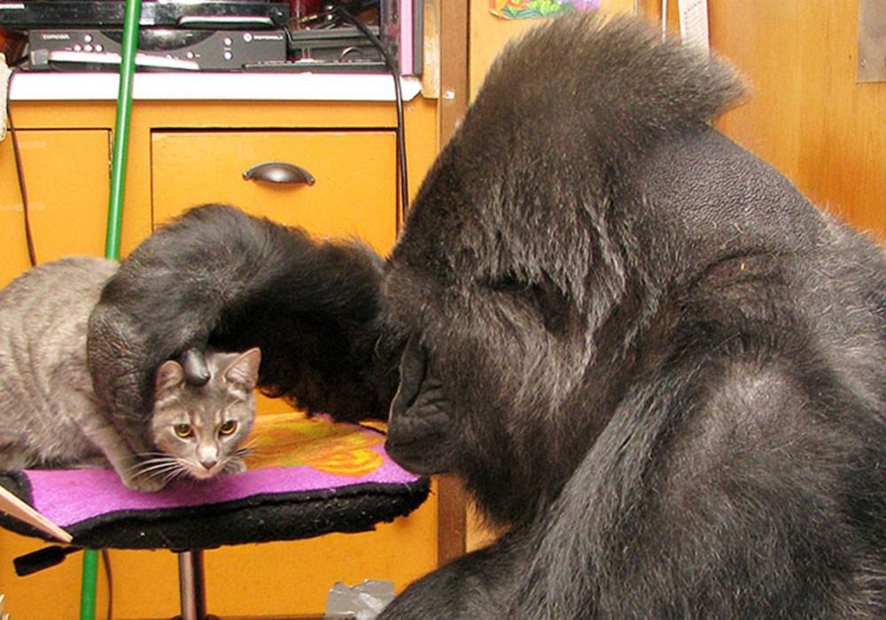 世界最聪明的大猩猩辞世,享年46岁,它用一千个单词与人类沟通!