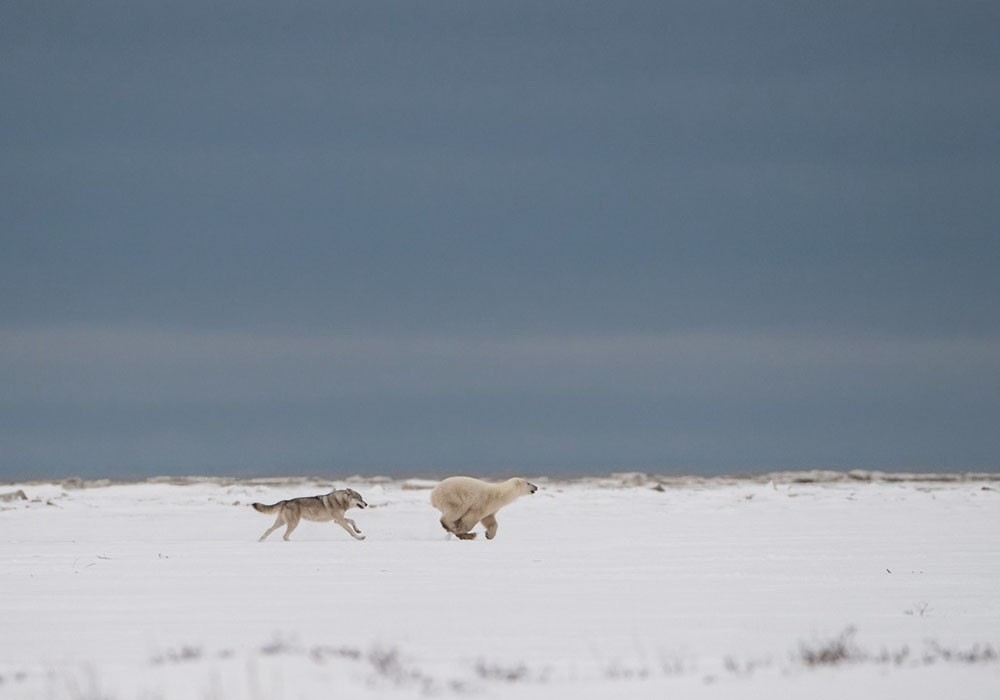 罕见一幕:加拿大狼与北极熊雪地上上演追逐战