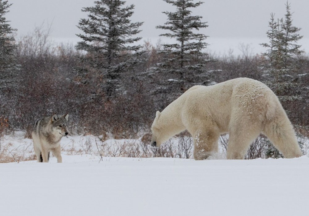罕见一幕:加拿大狼与北极熊雪地上上演追逐战
