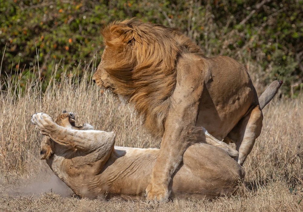 肯尼亚雄狮入侵狮群杀幼崽 与母狮交配遭暴怒反击|小狮子|母狮|雄狮