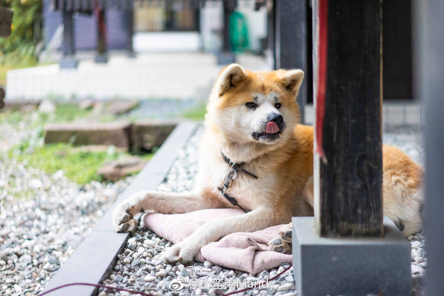 日本秋田的特产忠犬秋田以前秋田犬是协助猎人捕熊的