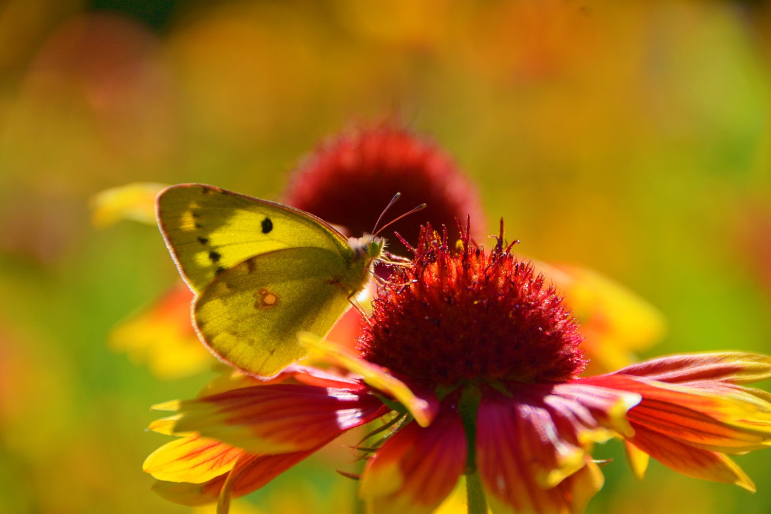 美丽的豆粉蝶,美丽的心情,原创摄影