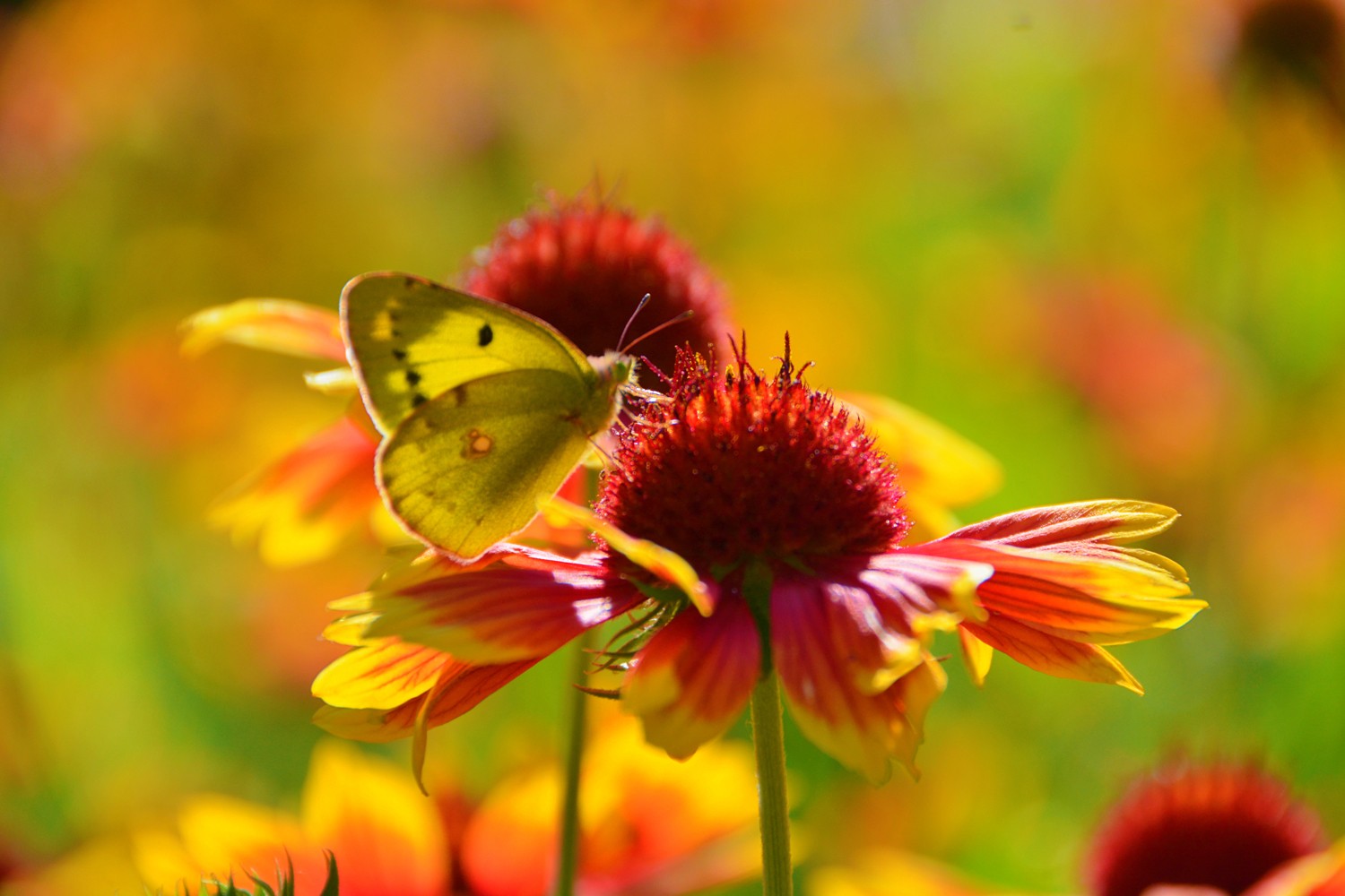 美丽的豆粉蝶,美丽的心情,原创摄影