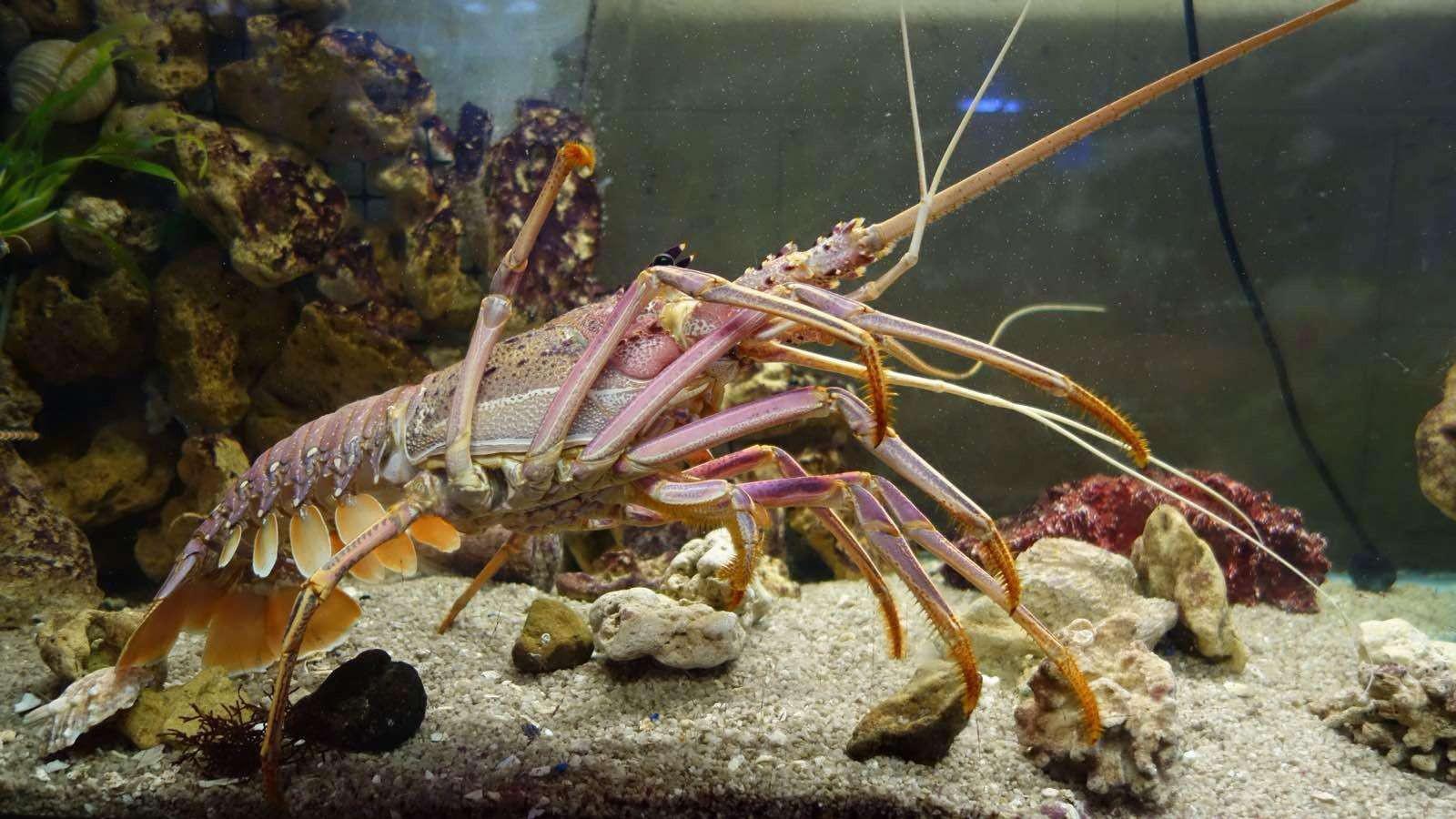 如果一只大龙虾一辈子不杀,能活多少年?说出来你都不信