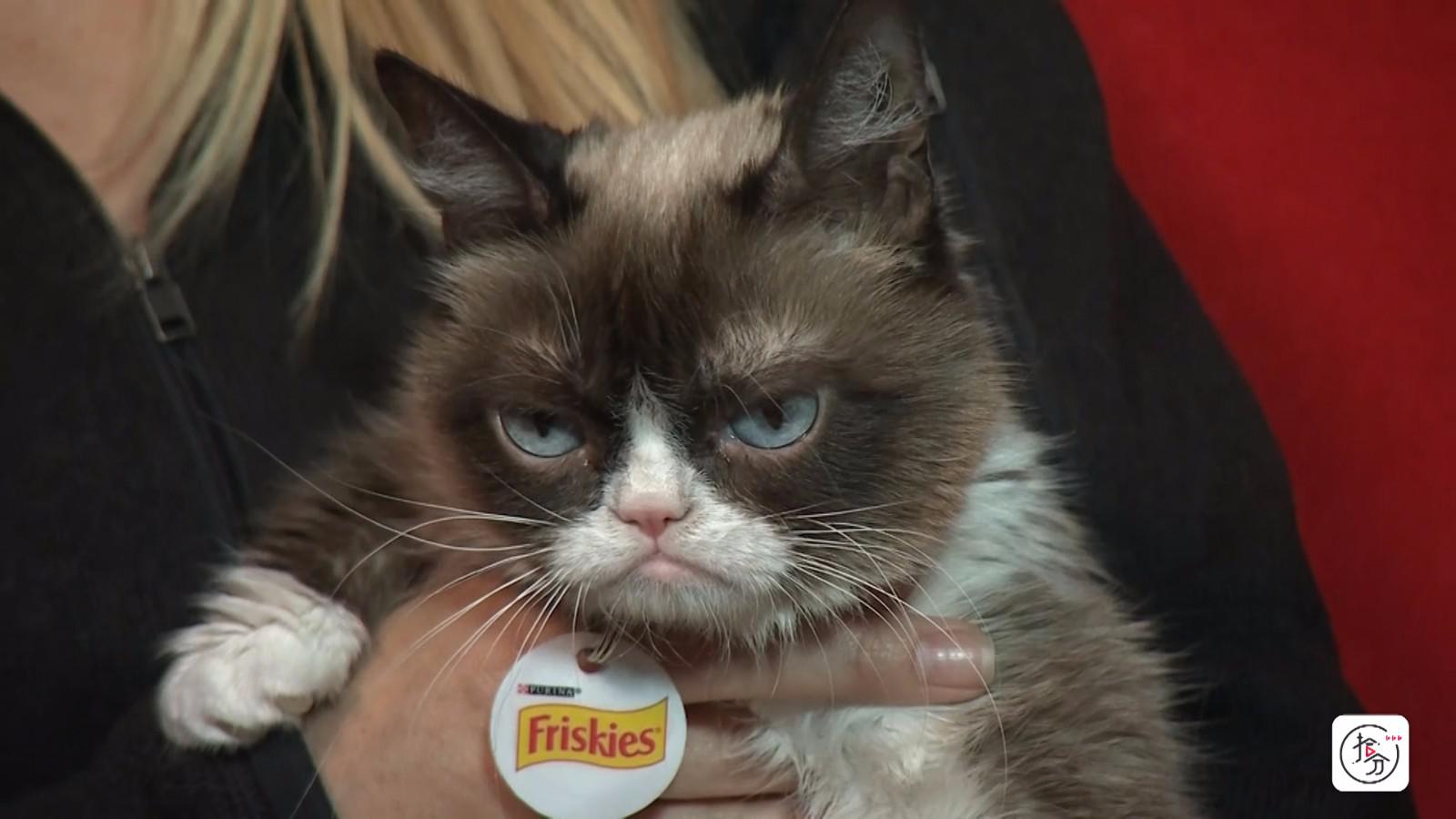 丧系风席卷喵圈,暴躁猫咪:我就是一脸不高兴的样子,怎么样啊!