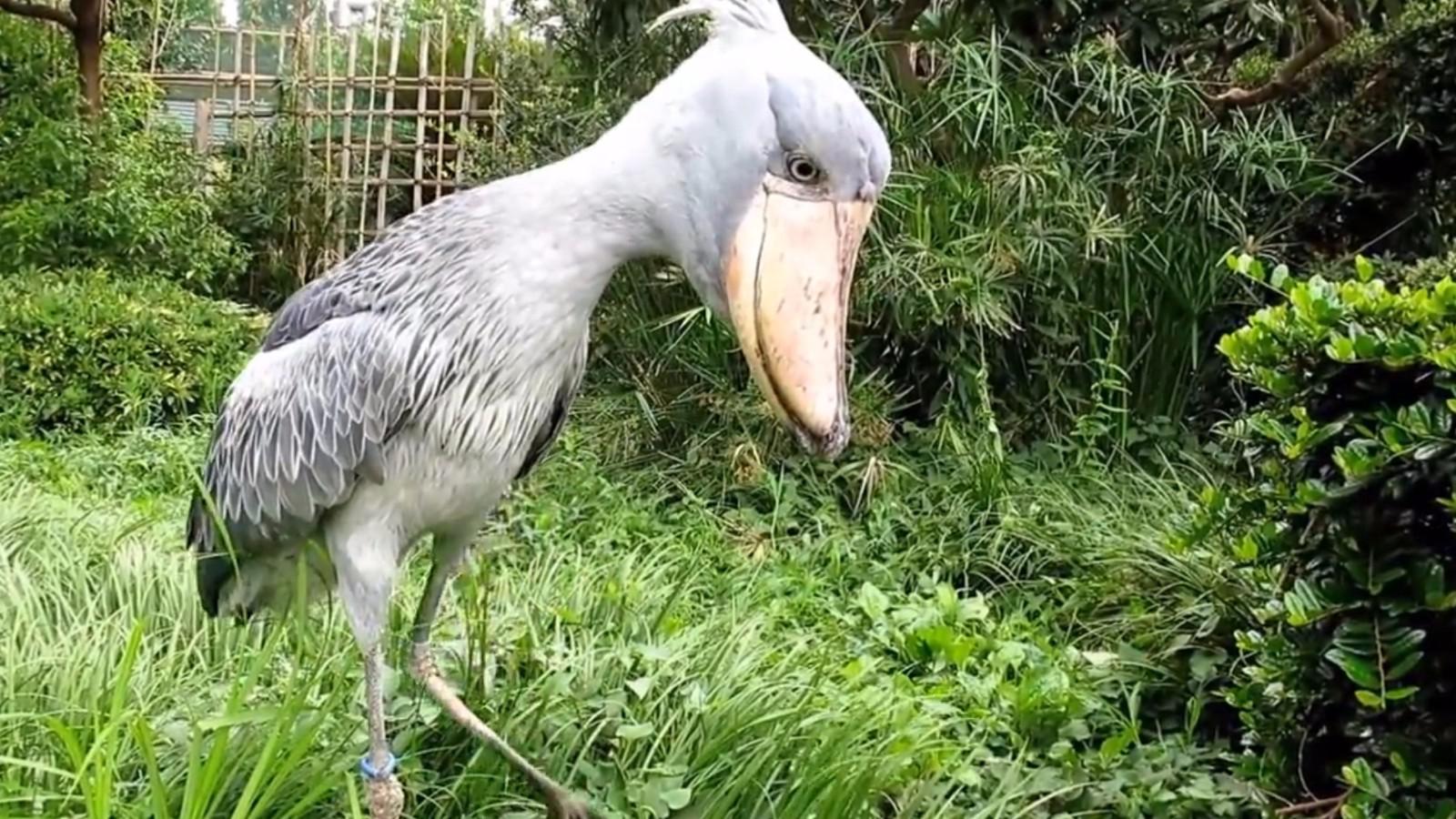 世界上头最大的鸟,号称鳄鱼的天敌,遇见人却行鞠躬大礼