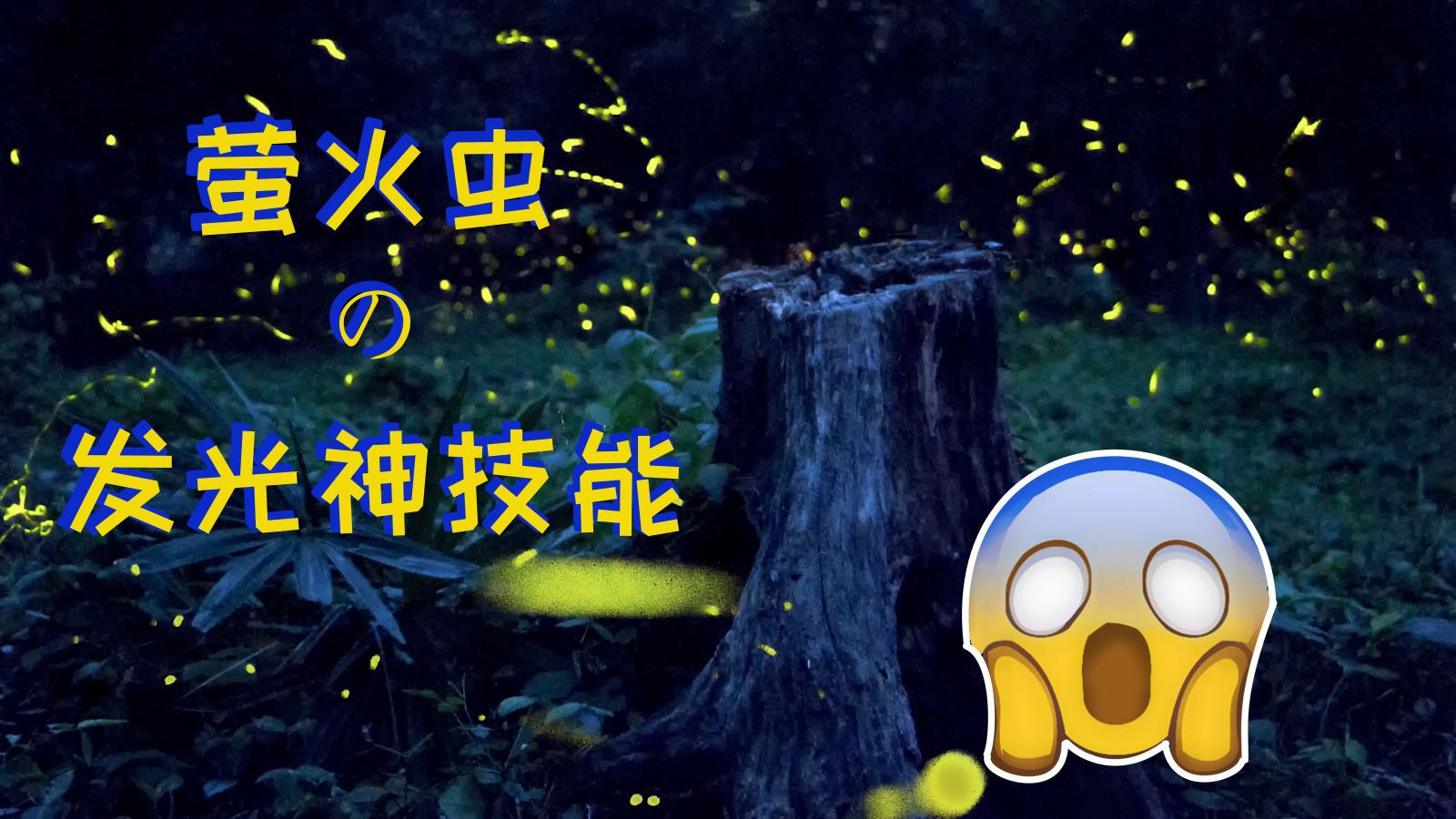 萤火虫是怎么发光的?