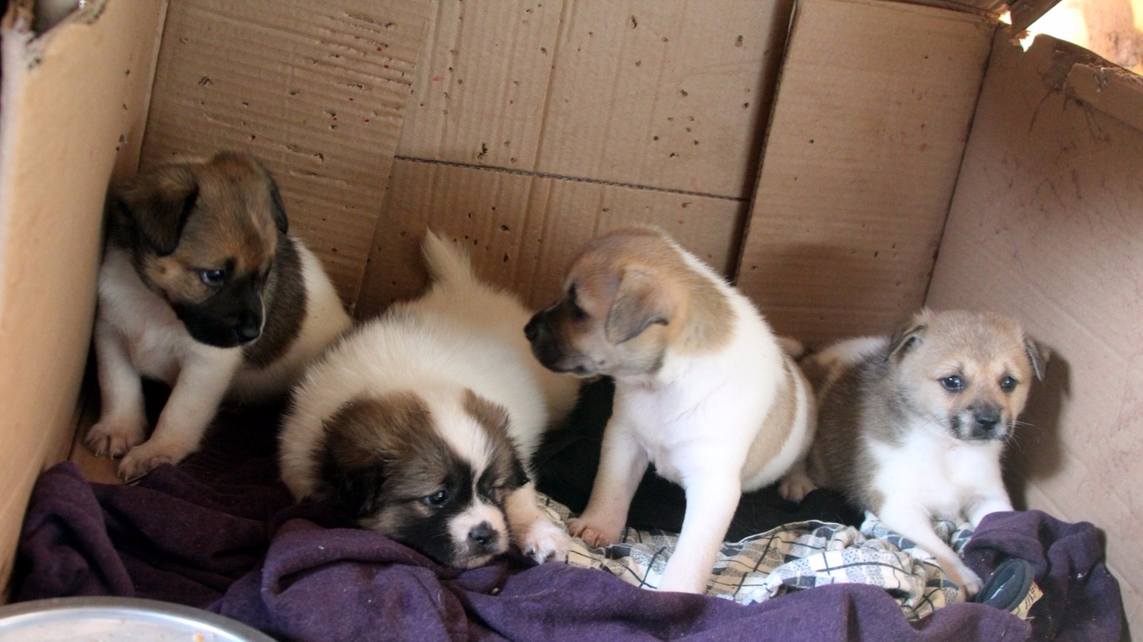 令女房东意外的是,一窝小狗居然在她家墙外安了一个家