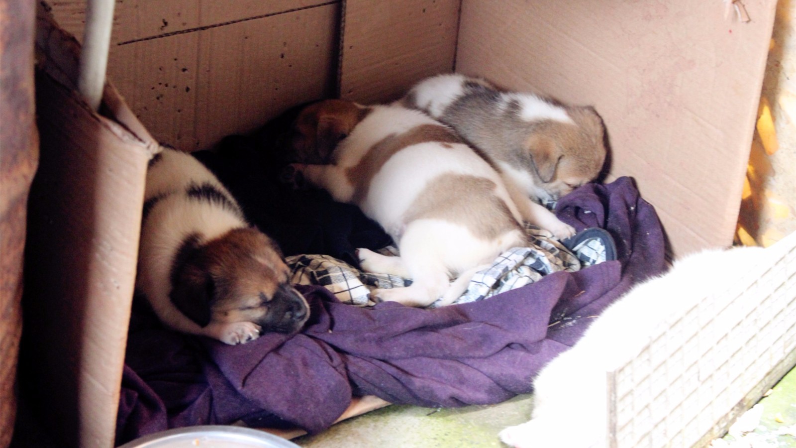 令女房东意外的是,一窝小狗居然在她家墙外安了一个家