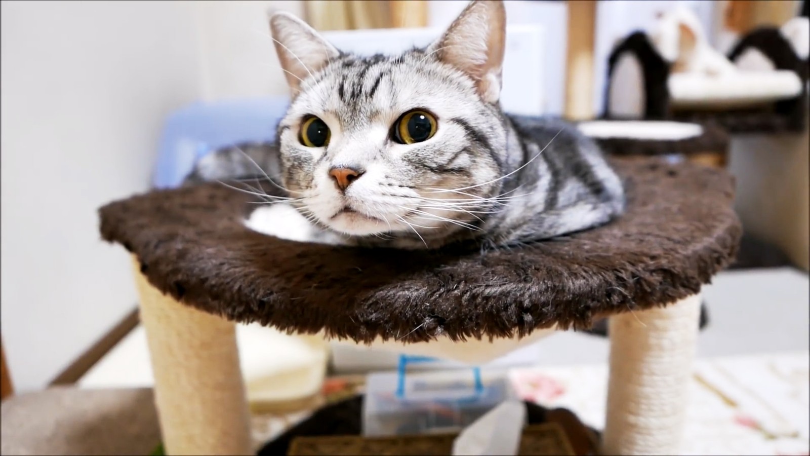 6张可爱猫大叔的搞笑动图,聊天时一定用得上哦|爱猫|大叔|张可_新浪新