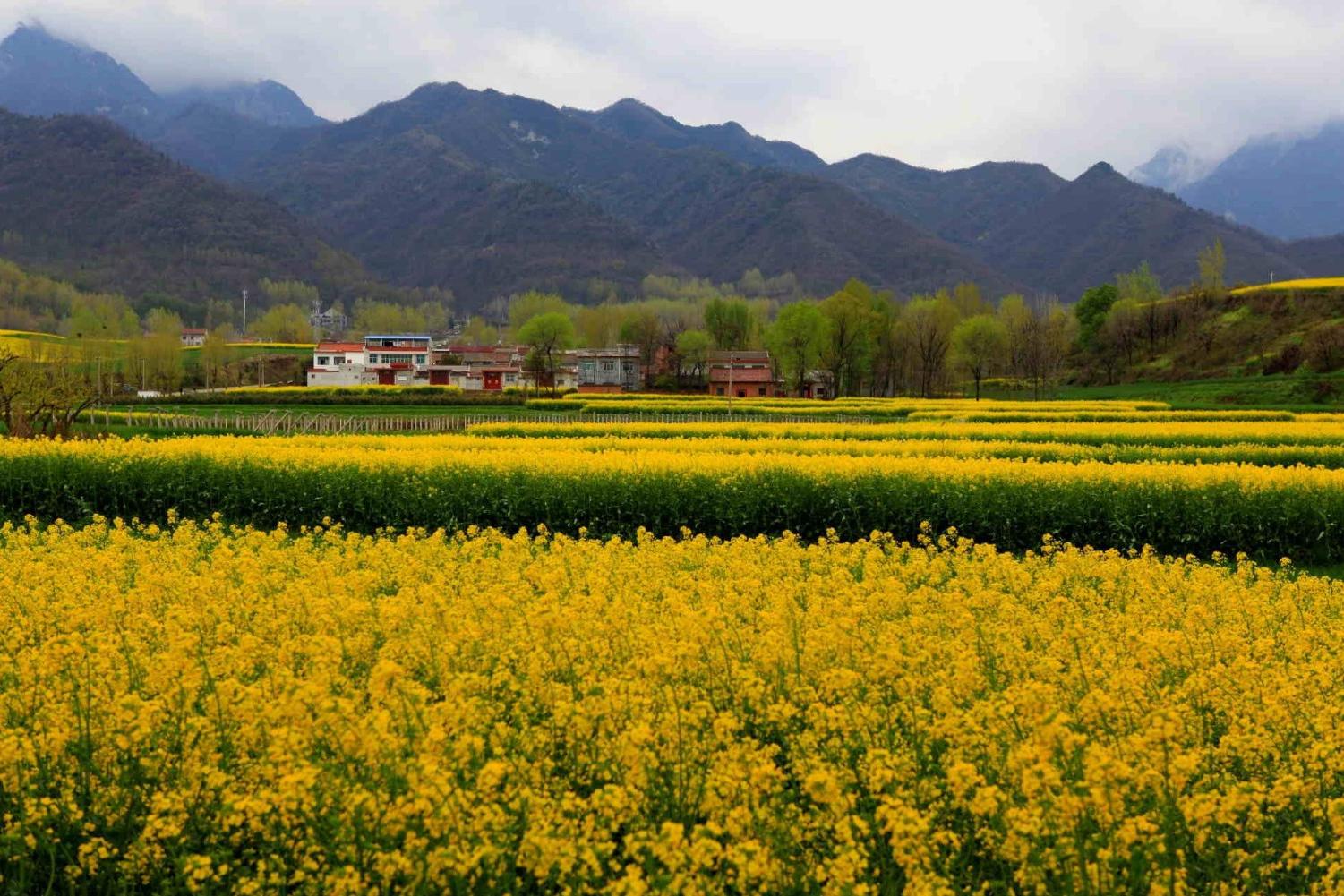 太爽了!从西安骑自行车就可以赏醉美油菜花海,何须劳顿奔陕南呢