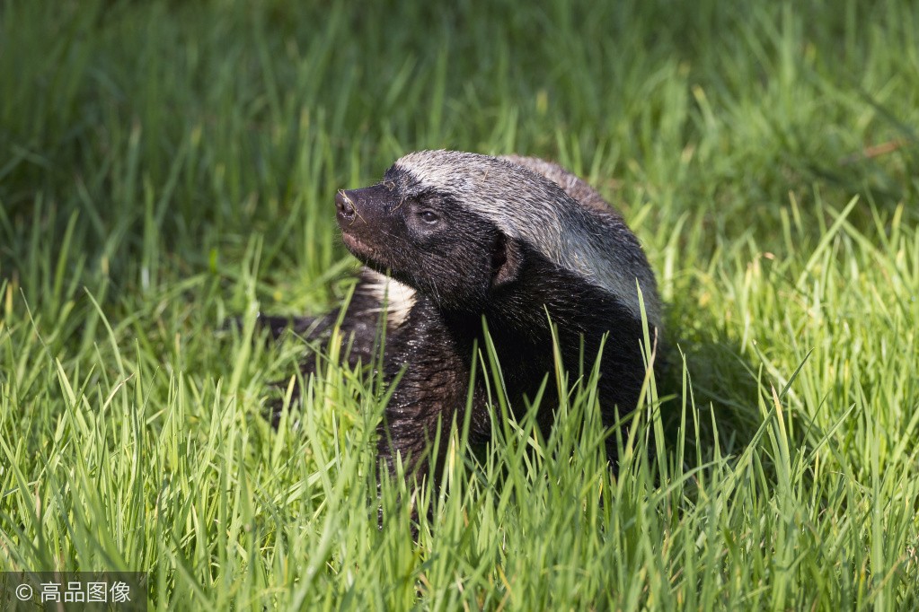 吃毒蛇,吼狮子,掏蜂窝,一辈子没怕过谁的非洲平头哥