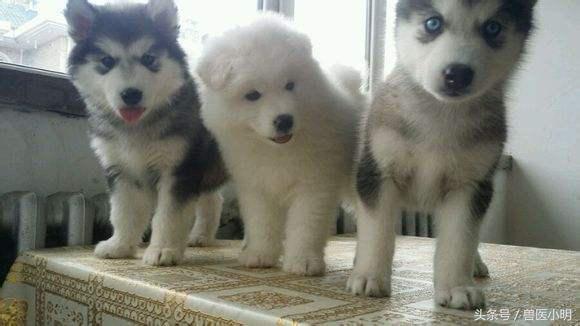 我们聊到狗狗拆家,第一时间出现在我们脑海里的便是传说中的雪橇三傻