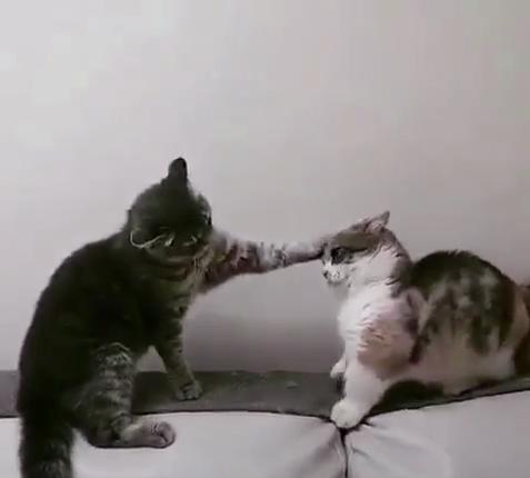 矮脚猫想要打架却被狸猫一招制胜网友摸头杀演绎的淋漓尽致