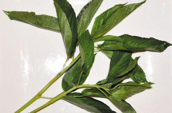 农村这植物曾作为绳子用,现在30元一斤成保健菜,几乎绝种|红麻|麻叶