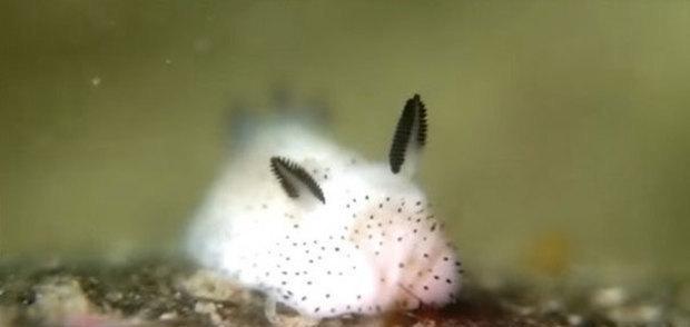 海兔子? 一种既熟悉又陌生的神奇生物!|海兔子|生物|海蛞蝓|耳朵|角_新浪新闻
