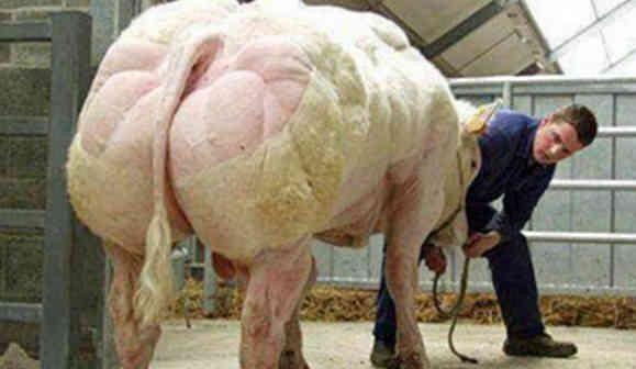 国外农场里的"健美达人", 全身肌肉壮硕, 堪称动物界"牛魔王"